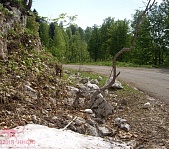 Альпийские луга - фото 15