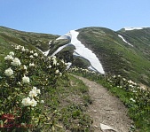 Альпийские луга - фото 7